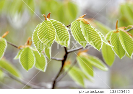 在東北地區,陽光透過樹木灑下,日本山毛櫸(Fagus japonica)鮮嫩的綠葉閃閃發光。 在東北地區,陽光透過樹木灑下,日本山毛櫸(Fagus japonica)鮮嫩的綠葉閃閃發光。 138855455