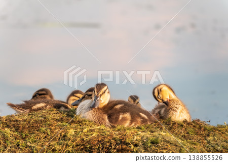 Cute little ducklings sits on a lake coast Cute little ducklings sits on a lake coast 138855526