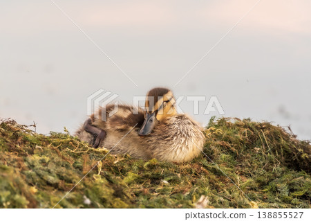 Cute little ducklings sits on a lake coast Cute little ducklings sits on a lake coast 138855527