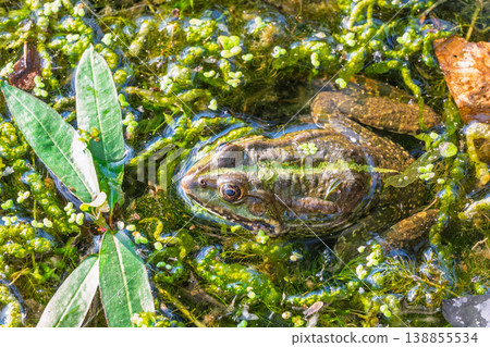 A large green frog sits in the marsh. 138855534