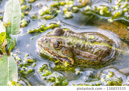 A large green frog sits in the marsh. 138855535