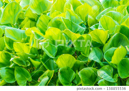 Green, juicy grass grow on the shore of the lake. The leaves are illuminated by the bright evening sun. 138855536