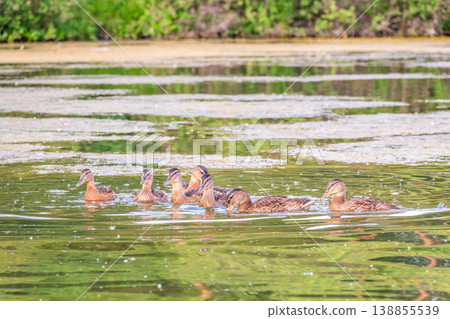A family of ducks, a duck and its little ducklings are swimming in the water. The duck takes care of its newborn ducklings. Mallard, lat. Anas platyrhynchos A family of ducks, a duck and its little ducklings are swimming in the water. The duck takes care of its newborn ducklings. Mallard, lat. Anas platyrhynchos 138855539