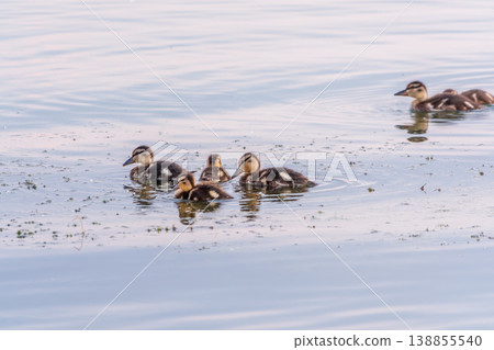 Cute little duckling swimming alone in a lake or river with calm water 138855540