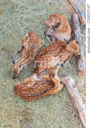 Spotted fallow Deer's lays down on the ground in contact zoo. Spotted fallow Deer's lays down on the ground in contact zoo. 138855547