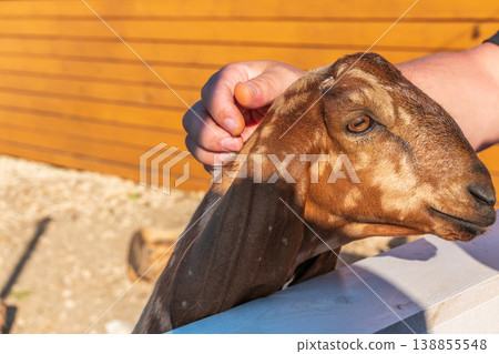 Portrait of brown Nubian goat with long ears, looking at camera. Portrait of brown Nubian goat with long ears, looking at camera. 138855548