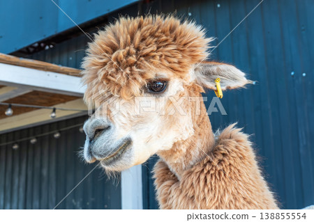 Close-up of a brown alpaca, showing its face and woolly neck. 138855554