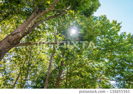 Green Leaves and young futis of Pltatanus oreintalis tree in sunset light. Green Leaves and young futis of Pltatanus oreintalis tree in sunset light. 138855565