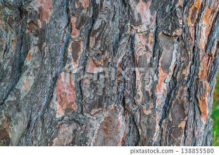 Old wood pine bark texture or background. Old wood pine bark texture or background. 138855580