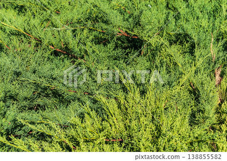 Green branches and young leaves of a thuja tree. Green branches and young leaves of a thuja tree. 138855582