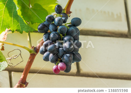 Grapes on vine in garden against brick wall. Grapes on vine in garden against brick wall. 138855598