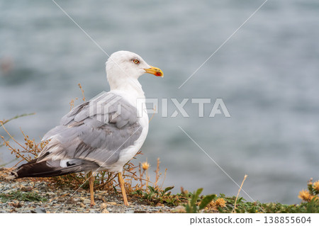 Seagull standing on pebble beach. Side view of a seagull standing on a rocky pebble beach. Seagull standing on pebble beach. Side view of a seagull standing on a rocky pebble beach. 138855604