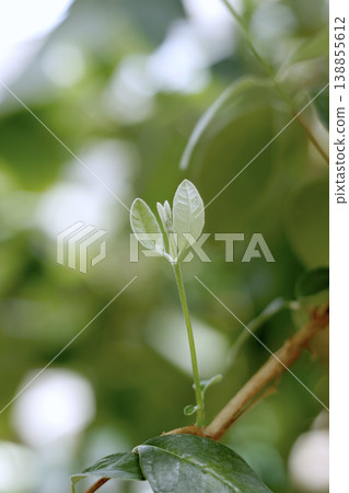 Feijoa (Acca sellowiana) new shoots and silver-green young leaves, Tohoku region Feijoa (Acca sellowiana) new shoots and silver-green young leaves, Tohoku region 138855612