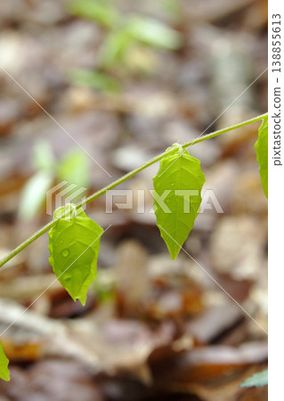 Newly sprouted young leaves of Euonymus oxyphyllus in Tohoku region. Newly sprouted young leaves of Euonymus oxyphyllus in Tohoku region. 138855613