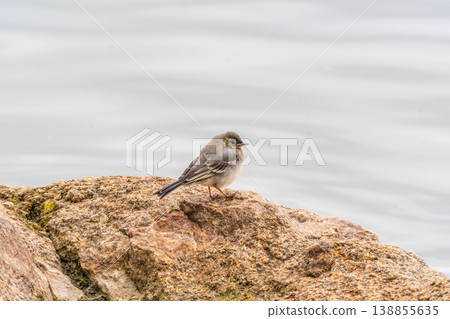 Young white wagtail, Motacilla alba, sitting on lake shore. Portrait of a young common songbird with long tail and black and white feather. Young white wagtail, Motacilla alba, sitting on lake shore. Portrait of a young common songbird with long tail and black and white feather. 138855635