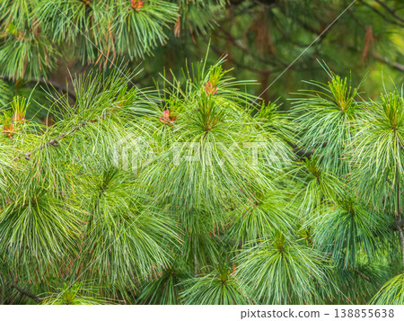 Cedar branches with long fluffy needles with a beautiful blurry background. Cedar branches with long fluffy needles with a beautiful blurry background. 138855638