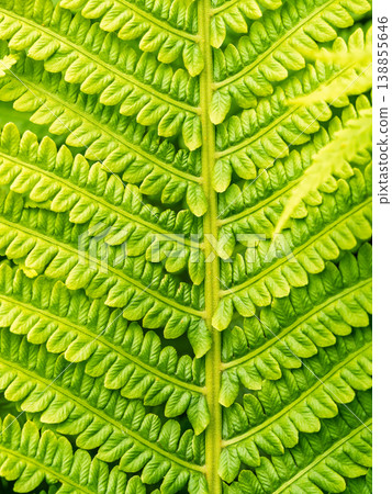 Natural green young ostrich fern or shuttlecock fern Natural green young ostrich fern or shuttlecock fern 138855646