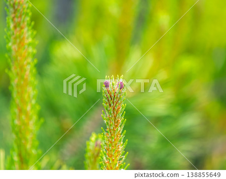 Green small pine trees with fresh shoots in spring or summer Green small pine trees with fresh shoots in spring or summer 138855649