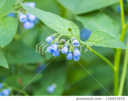 Beautiful blue flowers of Symphytum caucasicum, also known as Caucasian comfrey, blooming in spring park Beautiful blue flowers of Symphytum caucasicum, also known as Caucasian comfrey, blooming in spring park 138855658