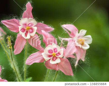 Beautiful native wild flower of western Canada. Aquilegia formosa, crimson columbine, western columbine, or red columbine. Close-up vibrant red and yellow color flower. Beautiful native wild flower of western Canada. Aquilegia formosa, crimson columbine, western columbine, or red columbine. Close-up vibrant red and yellow color flower. 138855664
