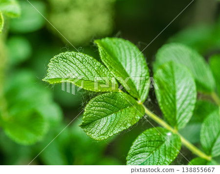 Rosehip in the spring. Young leaves of wild rose in spring. Rosehip bush. Rosehip in the spring. Young leaves of wild rose in spring. Rosehip bush. 138855667