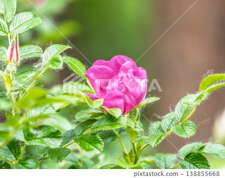 Blooming rosehip flower, beautiful pink flower on a bush branch. Beautiful natural background of blooming greenery. Blooming rosehip flower, beautiful pink flower on a bush branch. Beautiful natural background of blooming greenery. 138855668