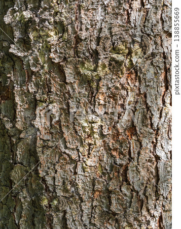 Bark texture and background of a old fir tree trunk. Detailed bark texture. Natural background Bark texture and background of a old fir tree trunk. Detailed bark texture. Natural background 138855669