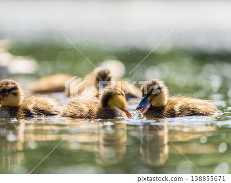 Cute little duckling swimming alone in a lake or river with calm water Cute little duckling swimming alone in a lake or river with calm water 138855671