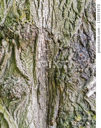 Poplar tree bark with wooden texture nature background 138855678