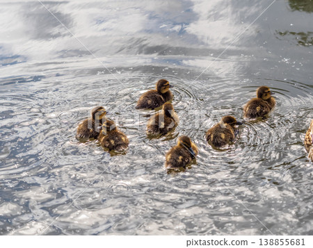 Cute little duckling swimming alone in a lake or river with calm water 138855681