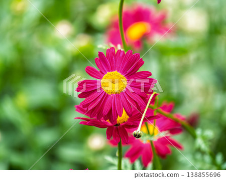 Red Painted Daisies flowers, latin name Tanacetum coccineum or Chrysanthemum coccineus, are old-fashioned perennials. 138855696