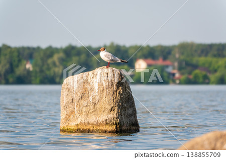 Black-headed gull, lat. Chroicocephalus ridibundus, sits on the river shore 138855709