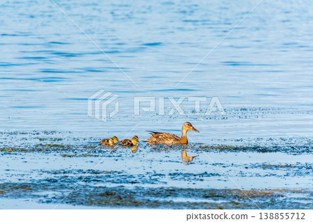 A family of ducks, a duck and its little ducklings are swimming in the water. The duck takes care of its newborn ducklings. Mallard, lat. Anas platyrhynchos A family of ducks, a duck and its little ducklings are swimming in the water. The duck takes care of its newborn ducklings. Mallard, lat. Anas platyrhynchos 138855712
