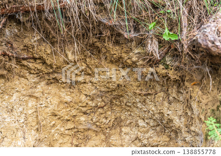 Hillside cross section reveals layered soil and rock beneath dense greenery. Exposed roots and erosion patterns highlight nature slow sculpting over time Hillside cross section reveals layered soil and rock beneath dense greenery. Exposed roots and erosion patterns highlight nature slow sculpting over time 138855778