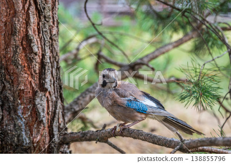 Eurasian jay, garrulus glandarius, sitting on top of old tree branch. Interested wild bird with brown and turquoise plumage from side view in nature. Eurasian jay, garrulus glandarius, sitting on top of old tree branch. Interested wild bird with brown and turquoise plumage from side view in nature. 138855796