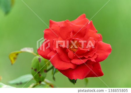 Beautiful red garden rose flower on a green blurred background Beautiful red garden rose flower on a green blurred background 138855805