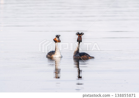 Mating games of two water birds Great Crested Grebes. Two waterfowl birds Great Crested Grebes swim in the lake with heart shaped silhouette Mating games of two water birds Great Crested Grebes. Two waterfowl birds Great Crested Grebes swim in the lake with heart shaped silhouette 138855871