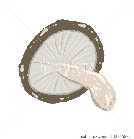 Illustration of a shiitake mushroom (underside, at an angle) 138855882