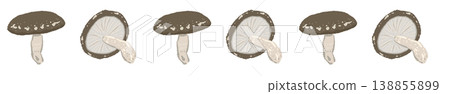 Shiitake mushroom line decoration/decorative border (mixed) 138855899