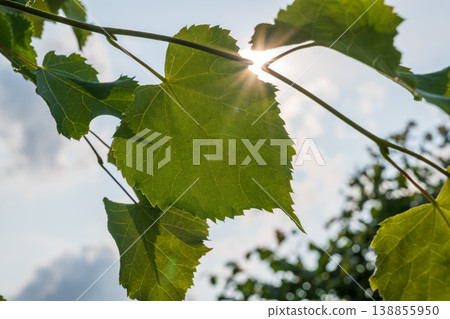 Nature of green leaf in garden at summer. Natural green leaves plants using as spring background cover page environment ecology 138855950