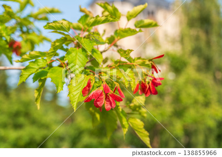 A close-up of the reddish-pink ripening fruits of the Tatar maple. A close-up of the reddish-pink ripening fruits of the Tatar maple. 138855966