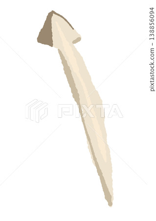 An illustration of a hand-torn king oyster mushroom (thin, single). An illustration of a hand-torn king oyster mushroom (thin, single). 138856094