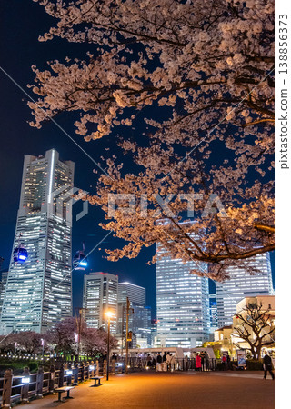 Nighttime cherry blossoms ~Kanagawa, Yokohama Minato Mirai 21.9~ Nighttime cherry blossoms ~Kanagawa, Yokohama Minato Mirai 21.9~ 138856373