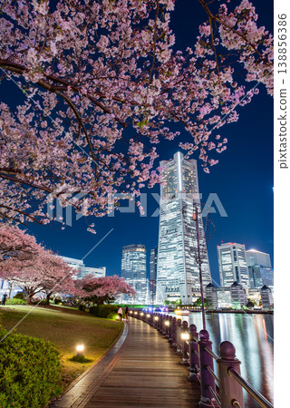 Nighttime cherry blossoms ~Kanagawa, Yokohama Minato Mirai 21.7~ Nighttime cherry blossoms ~Kanagawa, Yokohama Minato Mirai 21.7~ 138856386