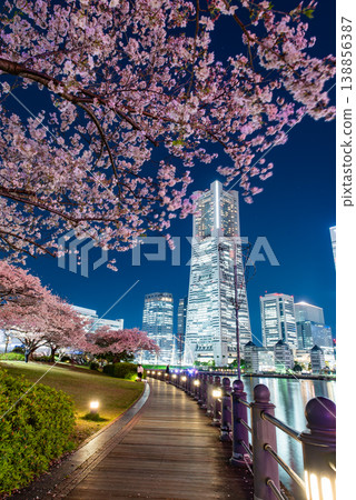 Nighttime cherry blossoms ~Kanagawa, Yokohama Minato Mirai 21.8~ Nighttime cherry blossoms ~Kanagawa, Yokohama Minato Mirai 21.8~ 138856387