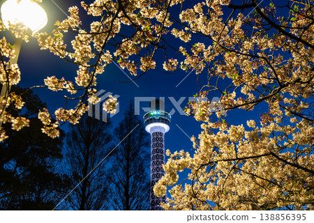 Cherry blossoms at night ~Yamashita Park, Kanagawa - 7~ Cherry blossoms at night ~Yamashita Park, Kanagawa - 7~ 138856395