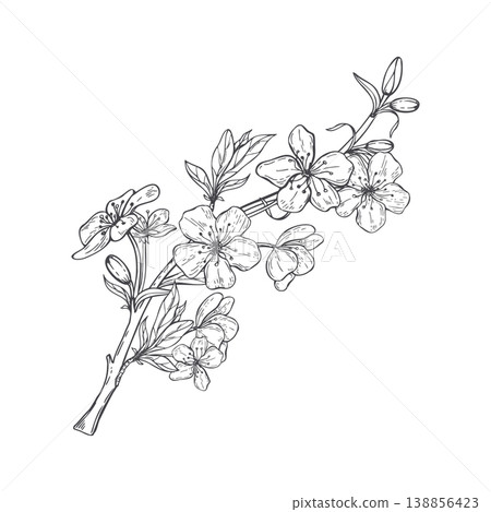 Sakura branch drawing with cherry blossoms. spring flower black and white botanical vector isolated illustration. Minimalist sketch of Fruit tree flowering branch, nature art design element Sakura branch drawing with cherry blossoms. spring flower black and white botanical vector isolated illustration. Minimalist sketch of Fruit tree flowering branch, nature art design element 138856423