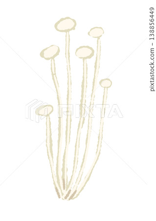 一張小型直切金針菇的插圖。 138856449