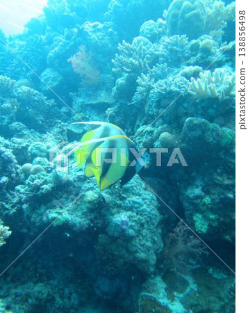 Coral reefs and tropical fish 138856498