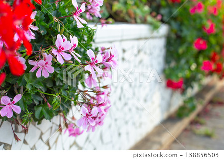 Colorful Flowers Blooming in a Vibrant Garden Setting During Sunny Daytime Hours Colorful Flowers Blooming in a Vibrant Garden Setting During Sunny Daytime Hours 138856503